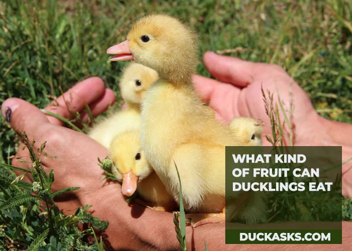 What Kind of Fruit Can Ducklings Eat