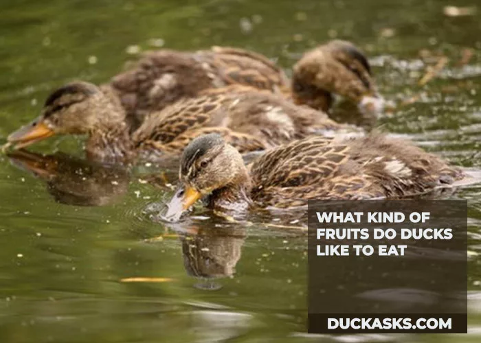 What Kind of Fruits Do Ducks Like to Eat