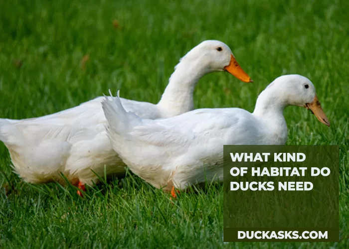 What Kind of Habitat Do Ducks Need