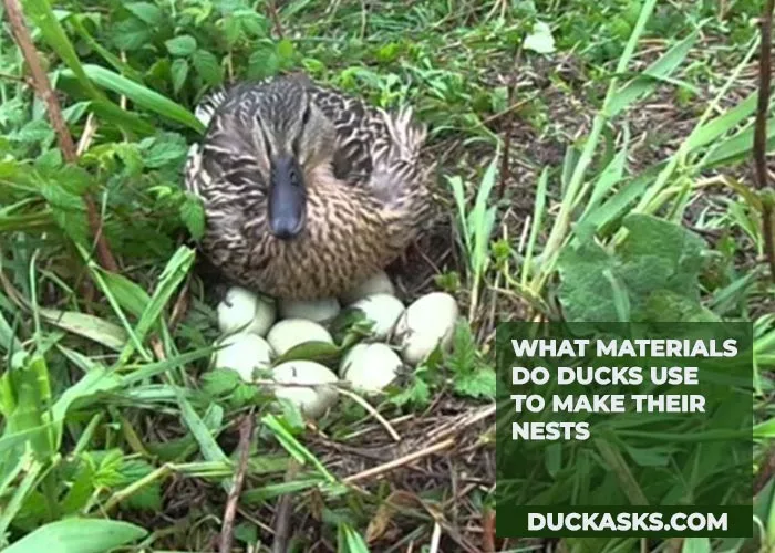 What Materials Do Ducks Use to Make Their Nests