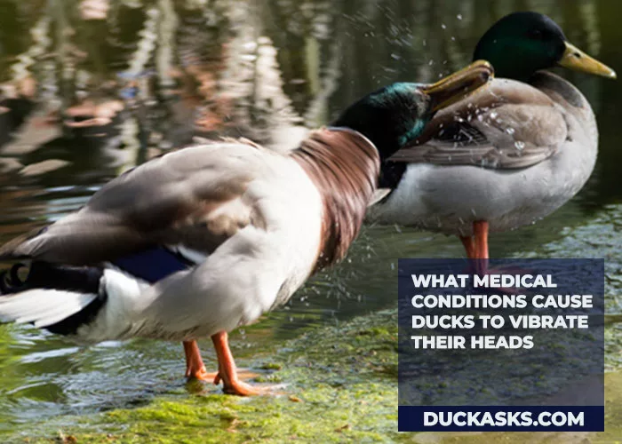 What Medical Conditions Cause Ducks to Vibrate Their Heads