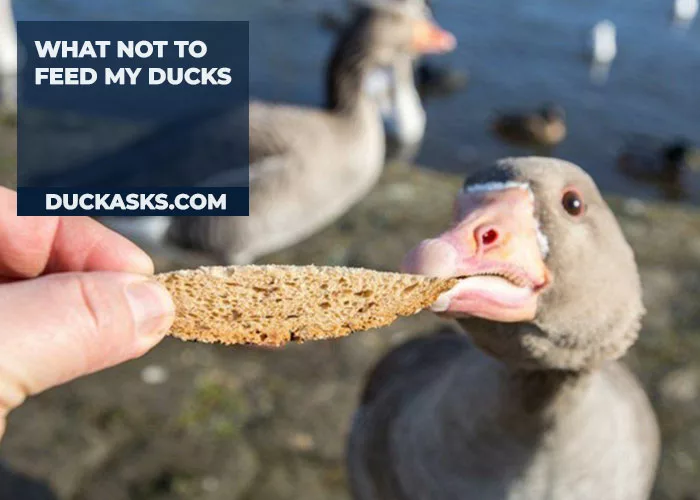 What Not to Feed My Ducks