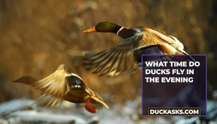 What Time Do Ducks Fly in the Evening?