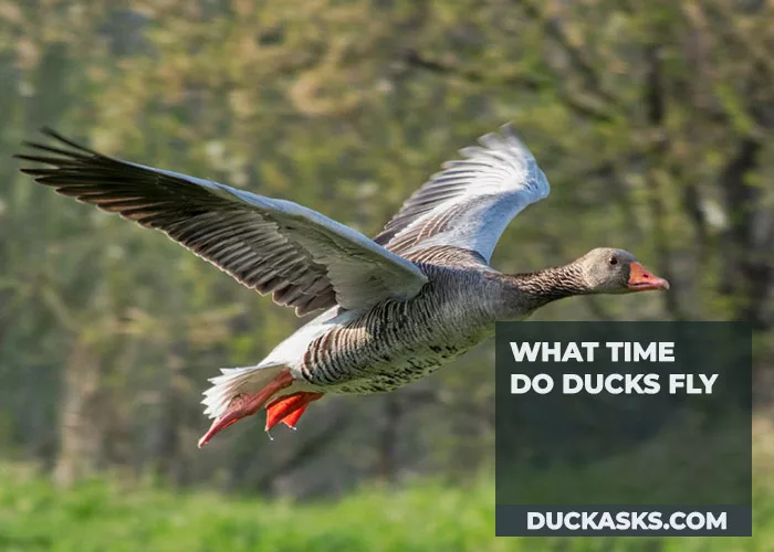 What Time Do Ducks Fly