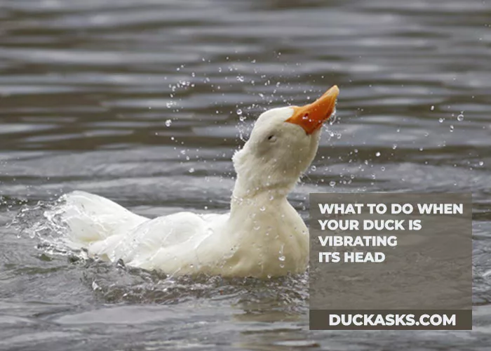 What To Do When Your Duck Is Vibrating Its Head