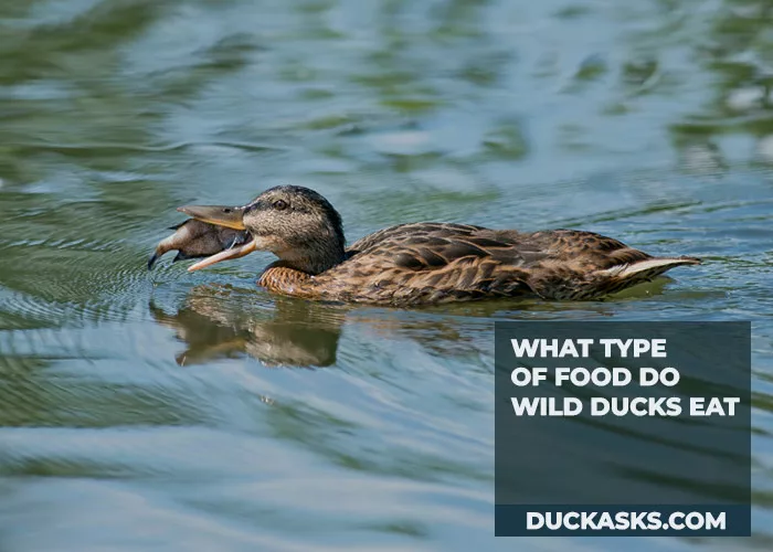 What Type of Food Do Wild Ducks Eat