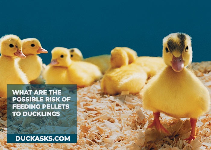 What are the possible risk of feeding pellets to ducklings