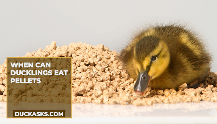 When Can Ducklings Eat Pellets?