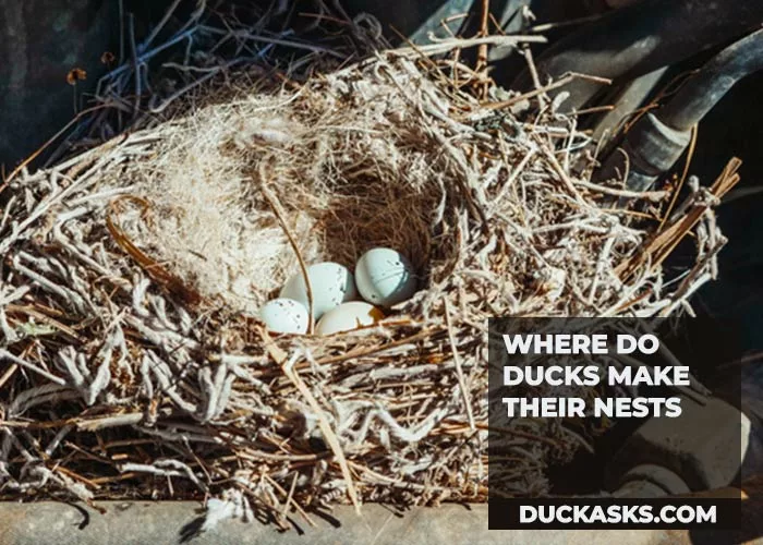 Where Do Ducks Make Their Nests