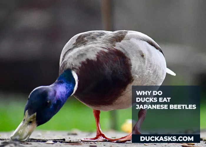 Why Do Ducks Eat Japanese Beetles