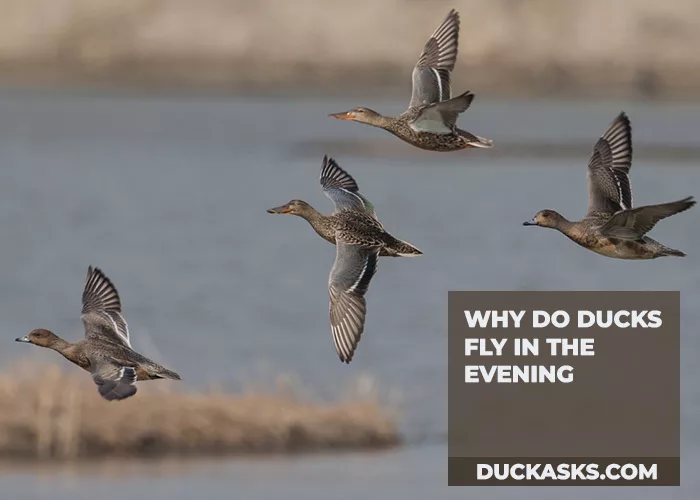 Why Do Ducks Fly in the Evening