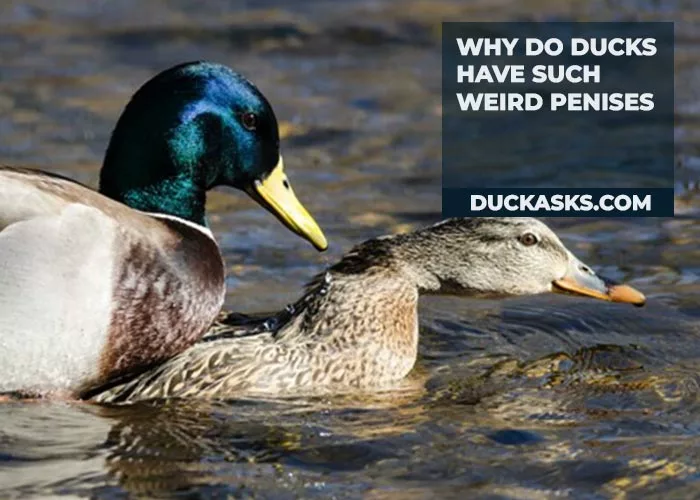 Why Do Ducks Have Such Weird Penises