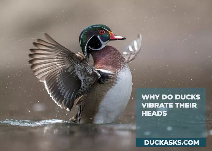 Why Do Ducks Vibrate Their Heads