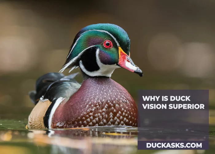 Why Is Duck Vision Superior