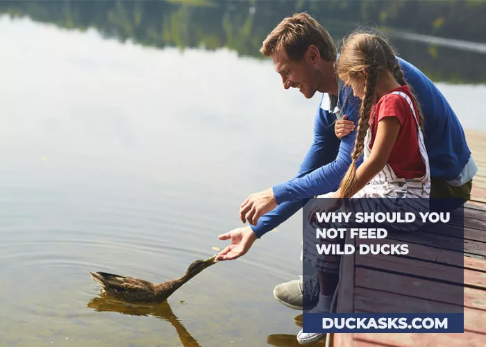 Why Should You Not Feed Wild Ducks