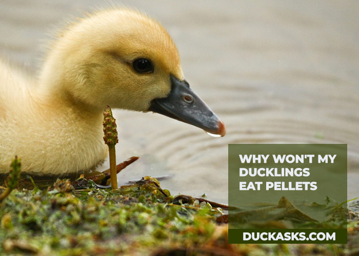 Why Won't My Ducklings Eat Pellets