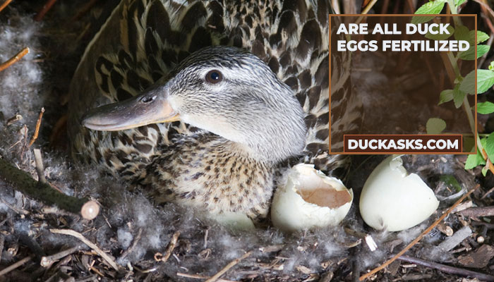 Are All Duck Eggs Fertilized?