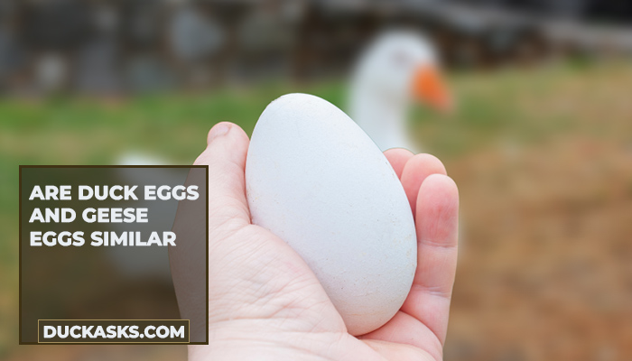 Are Duck Eggs And Geese Eggs Similar?