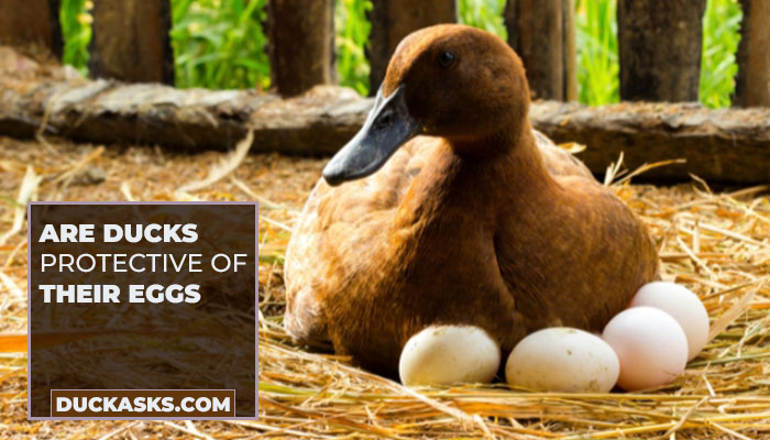 Are Ducks Protective of Their Eggs?