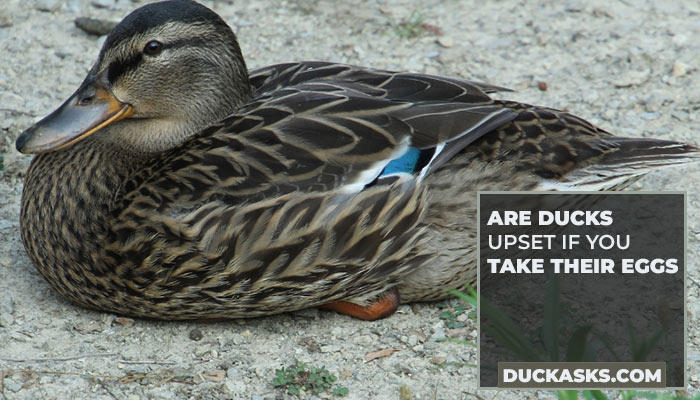 Are Ducks Upset If You Take Their Eggs?