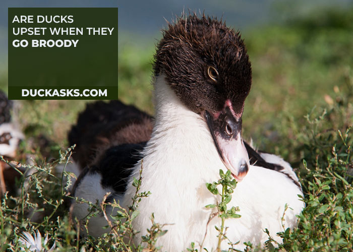 Are Ducks Upset When They Go Broody