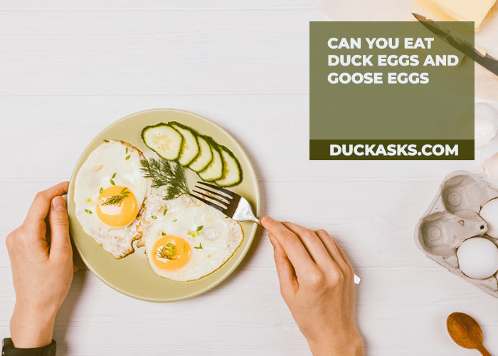 Can You Eat Duck Eggs and Goose Eggs