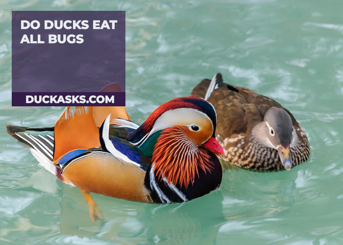 Do Ducks Eat All Bugs