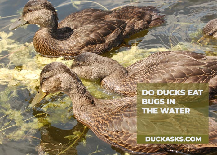 Do Ducks Eat Bugs in the Water