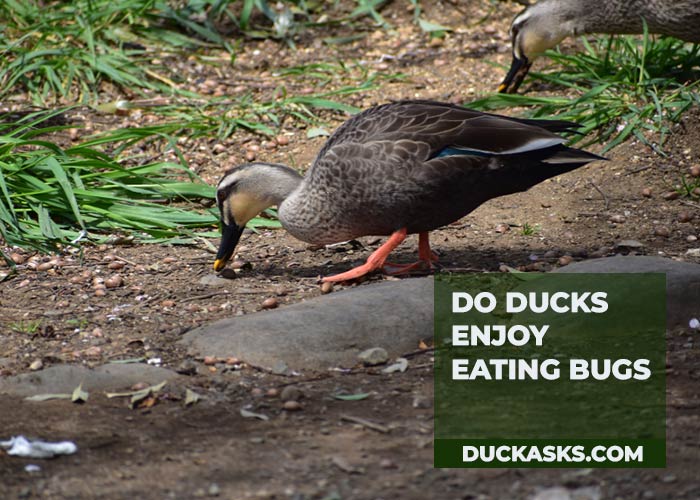 Do Ducks Enjoy Eating Bugs