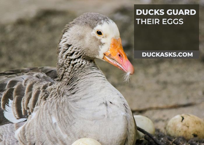 Do Ducks Guard Their Eggs