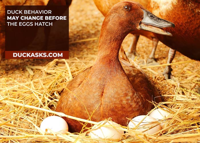 Does Duck Behavior Changes Before the Egg Hatches