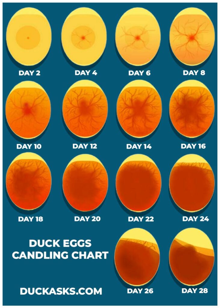 Duck Eggs Candling Chart