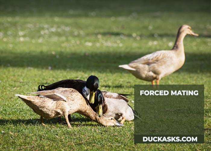 Forced Mating