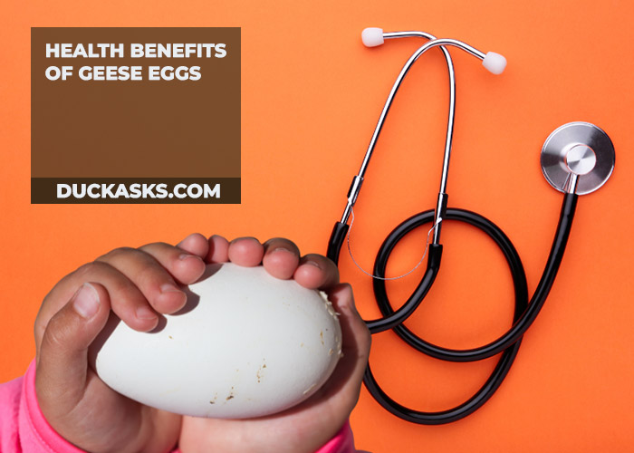 Health Benefits of Geese Eggs