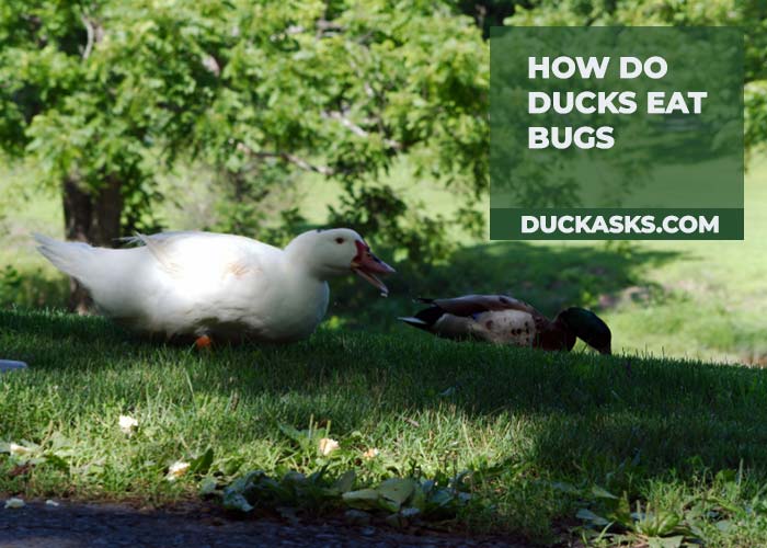 How Do Ducks Eat Bugs