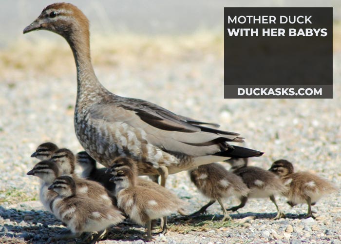 How Do Mother Ducks Behave After Giving Birth