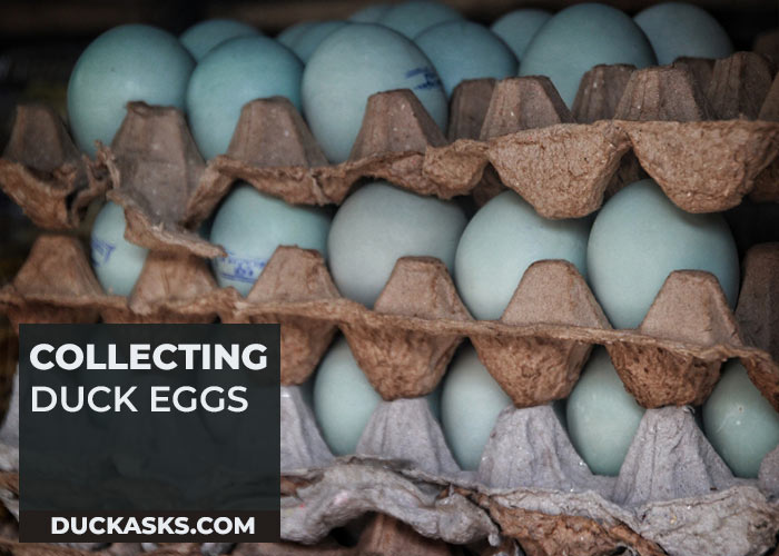 How to Collect Duck Eggs