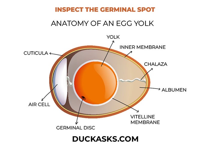 Inspect the Germinal Spot 05