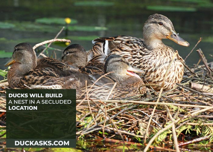 Nesting behavior for Ducks