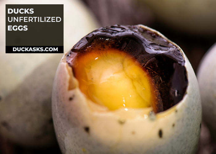 Unfertilized Eggs