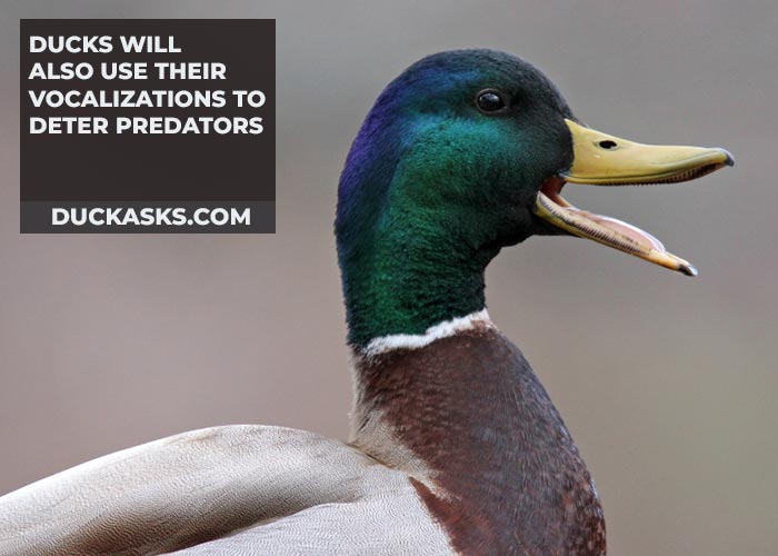 Ducks will also use their vocalizations to deter predators