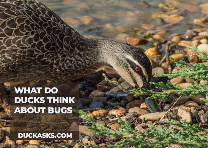 What Do Ducks Think About Bugs