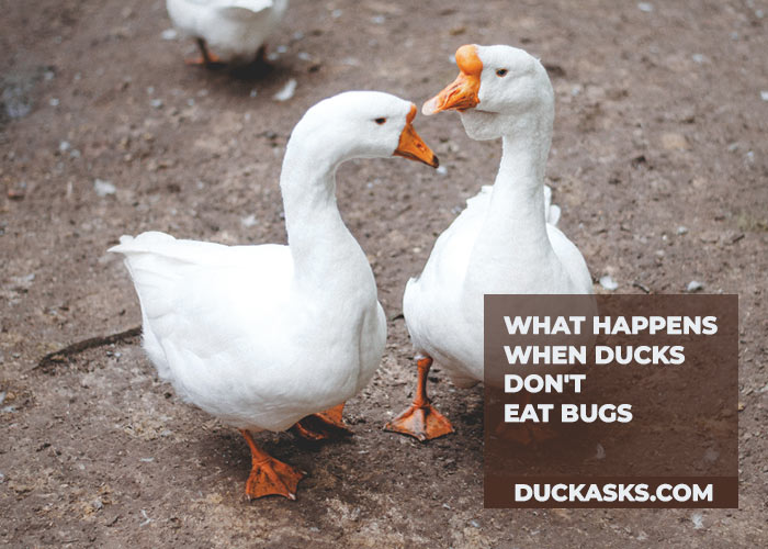 What Happens When Ducks Don't Eat Bugs