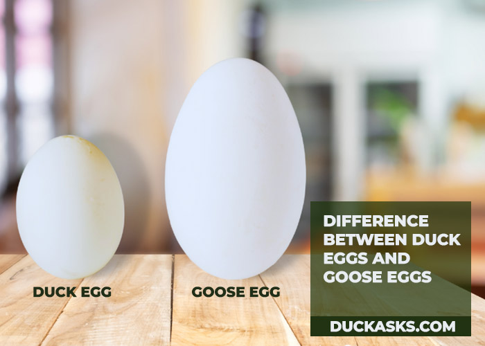 What Is the Difference Between Duck Eggs and Goose Eggs