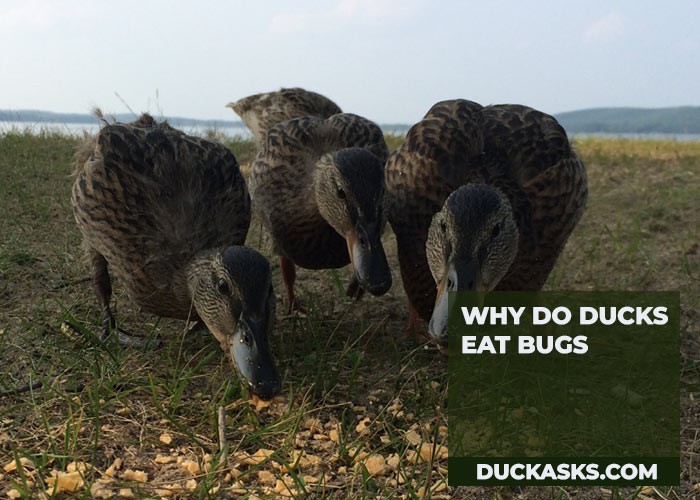 Why Do Ducks Eat Bugs