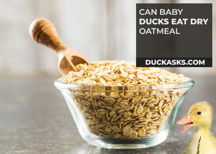 Can Baby Ducks Eat Dry Oatmeal