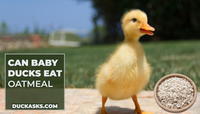 Can Baby Ducks Eat Oatmeal?