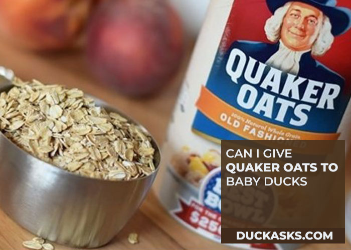 Can I Give Quaker Oats to Baby ducks