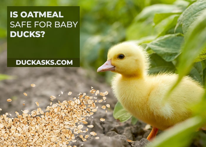 Is Oatmeal Safe for Baby Ducks