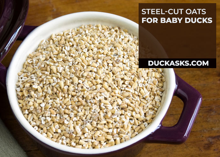 Steel-Cut Oats